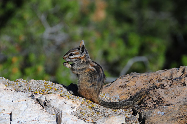 DSC_1305.jpg (4288x2848) NIKON D300 - 18-200mm f/3.5-5.6 // F8 // 1/250 sec // ISO 200 // 200,0 mm // no Flash // 2008:07:08 08:57:02 DSC_1305.jpg (4288x2848) NIKON D300 - 18-200mm f/3.5-5.6 // F8 // 1/250 sec // ISO 200 // 200,0 mm // no Flash // 2008:07:08 08:57:02